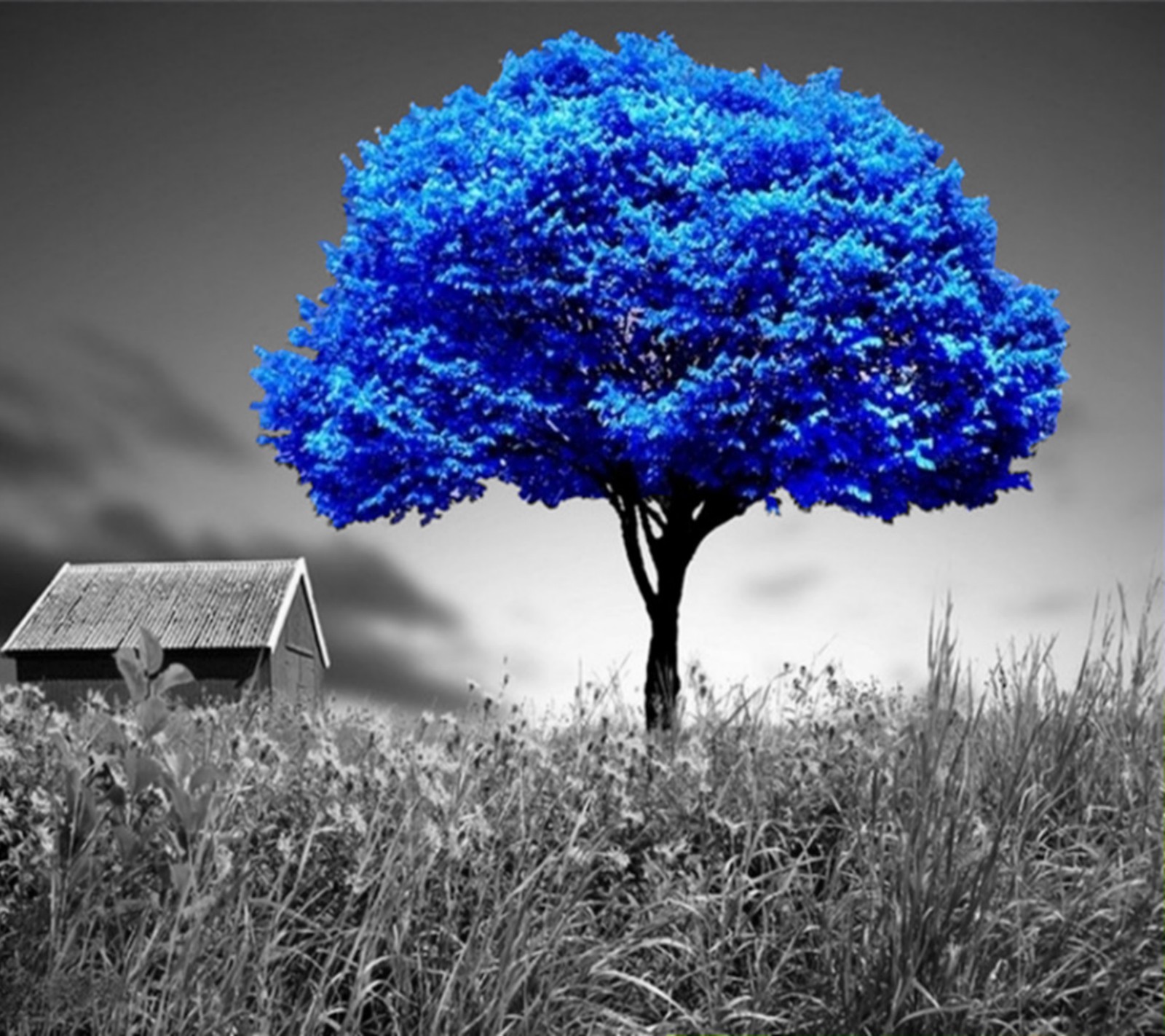 A close up of a tree with a house in the background (awesome, beauty, blue, cool, nature)