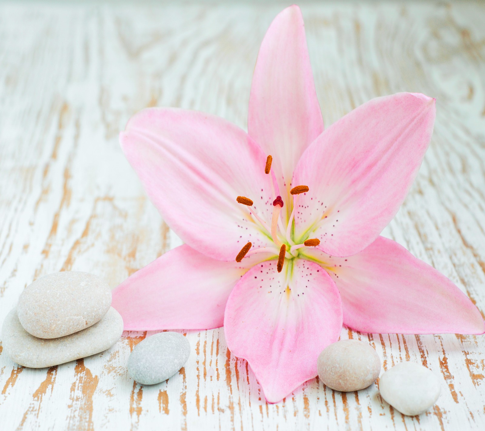 Auf einem holztisch liegt eine pinke blume und steine. (schönes pink, blume, steine, zen konzept)