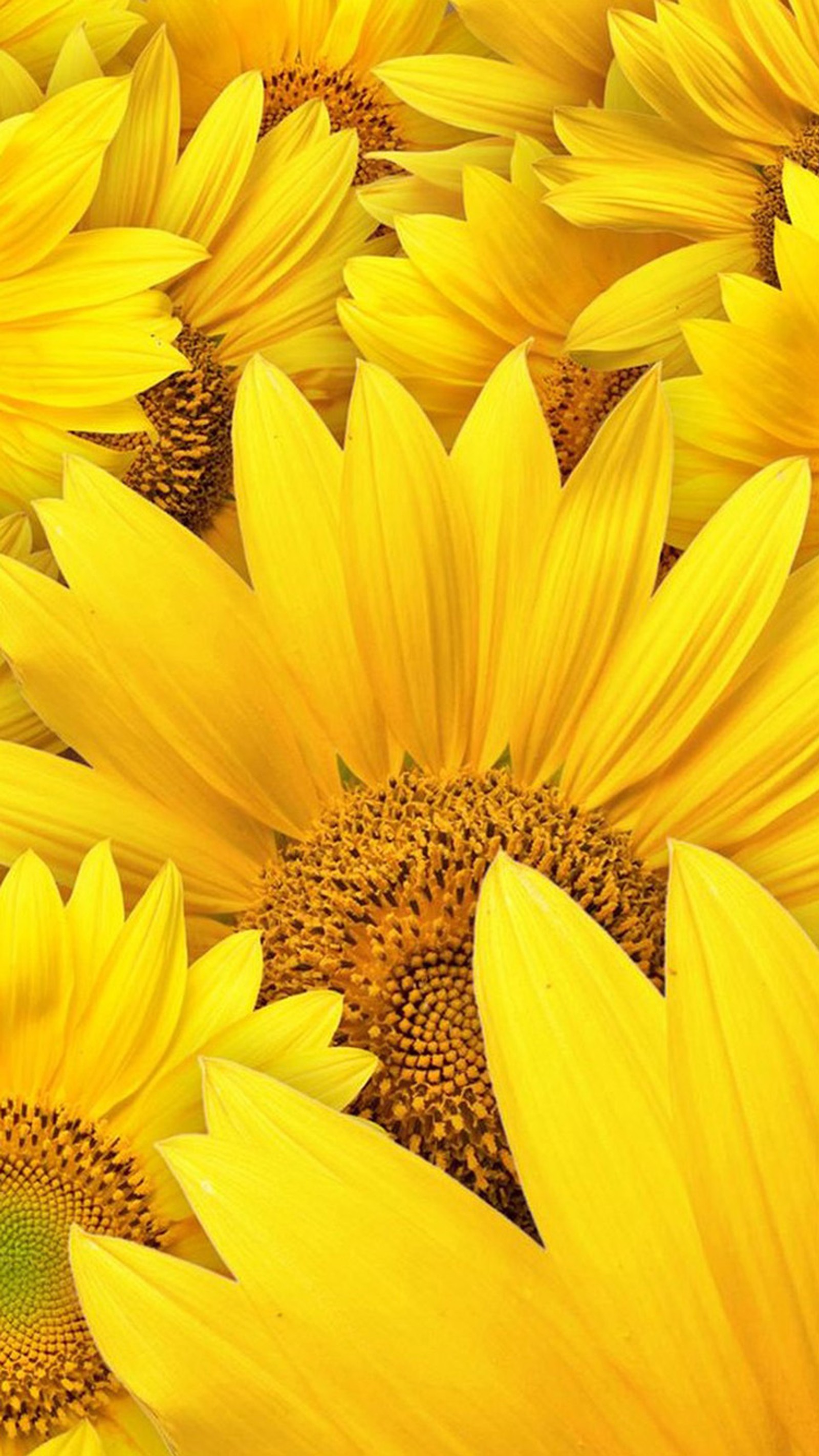 Yellow sunflowers are in a field with a green center (flowers, nature, yellow)