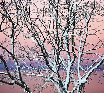 branches, lines, nature, pink, snow