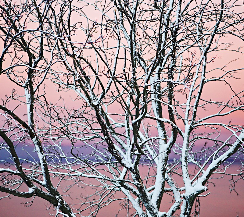 Arafed tree with snow on branches against a pink sky (branches, lines, nature, pink, snow)