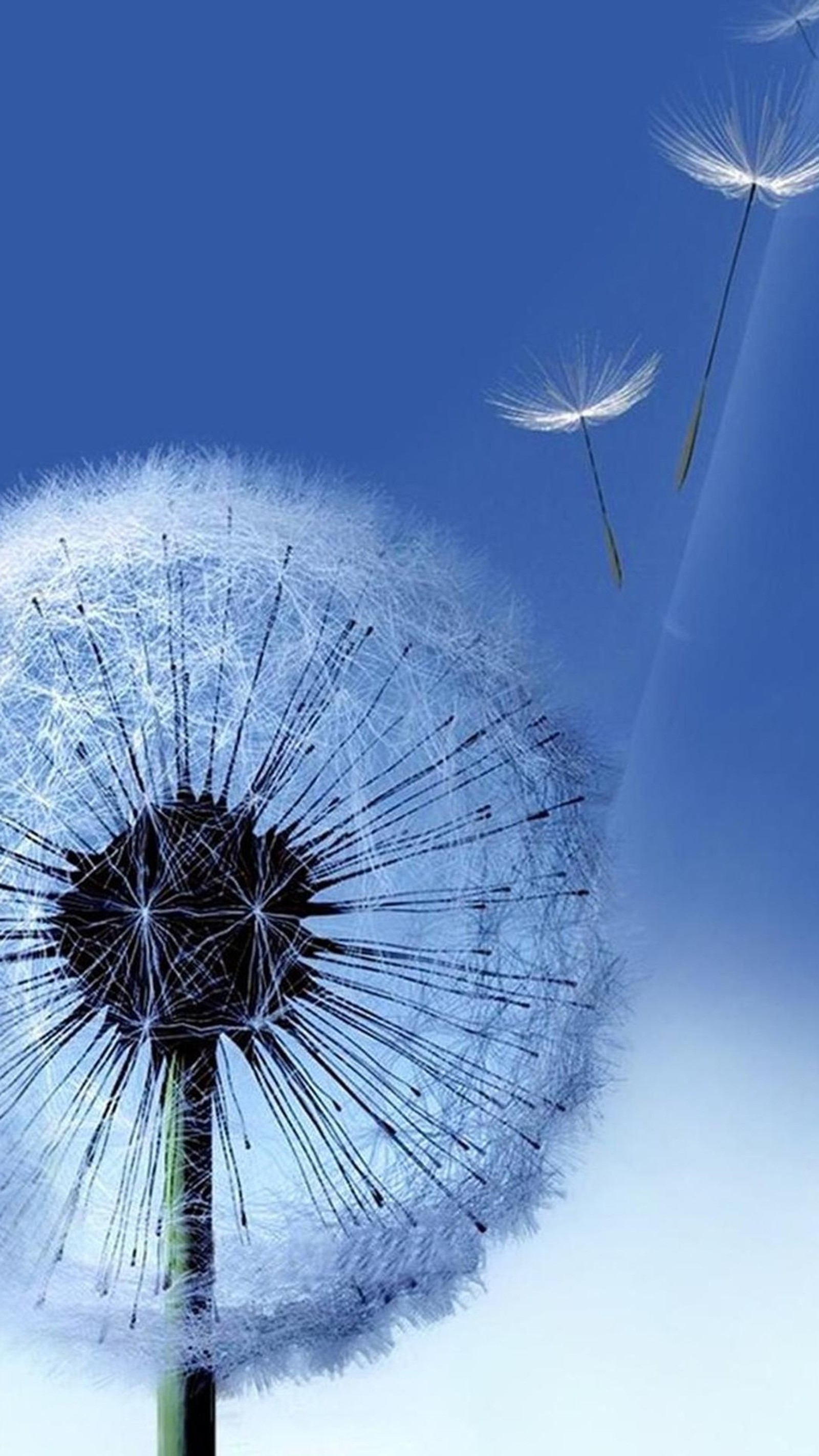 There is a dandelion with seeds flying in the sky (galaxy, samsung, s3, default, background)