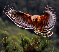 Hibou majestueux en vol au-dessus de la forêt