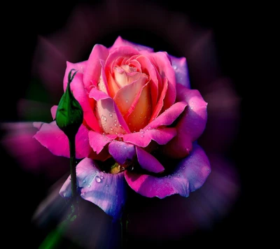 Radiant Pink Rose with Dew Drops