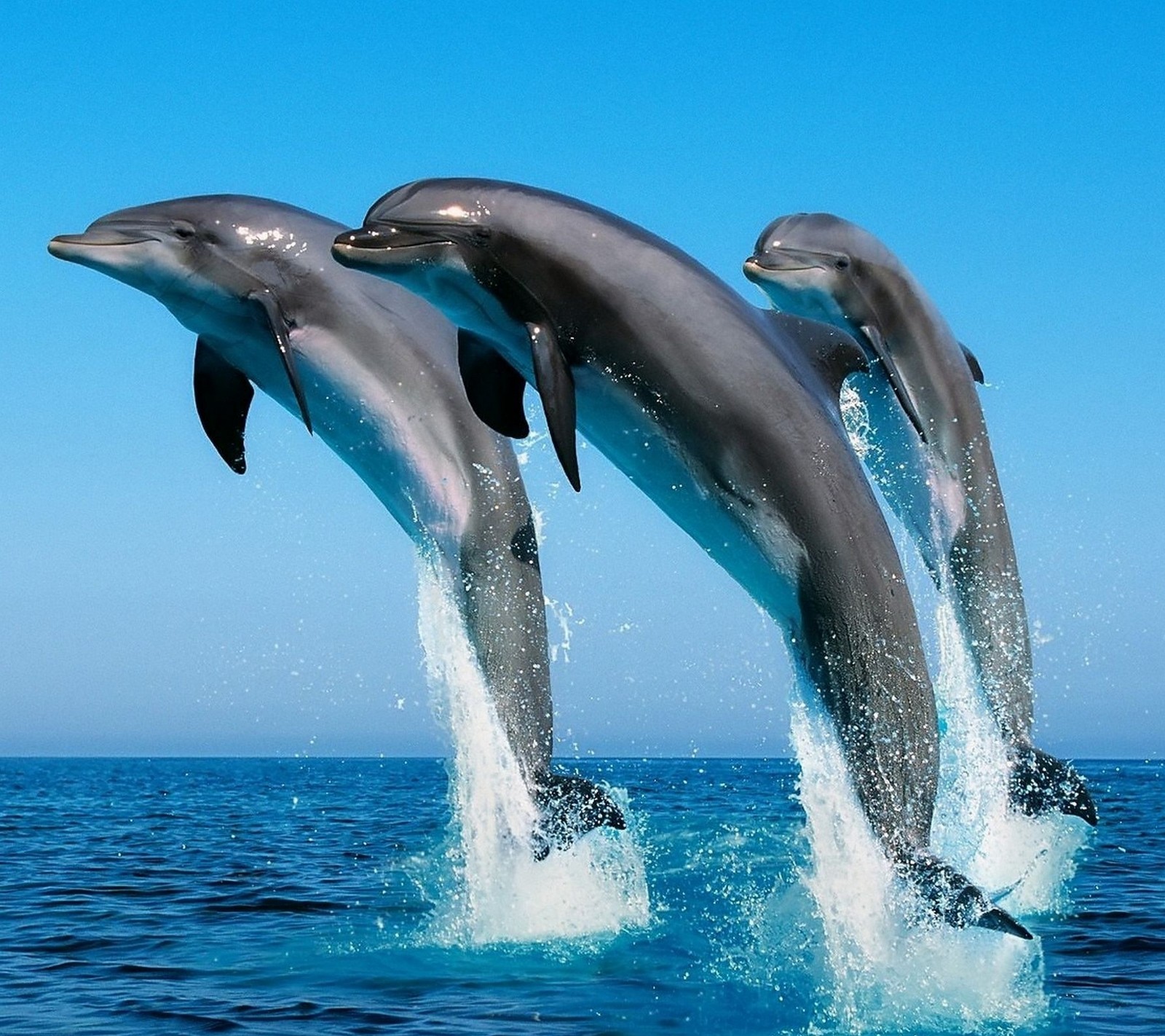 Des dauphins sautant hors de l'eau. (dauphin, poisson, mer)