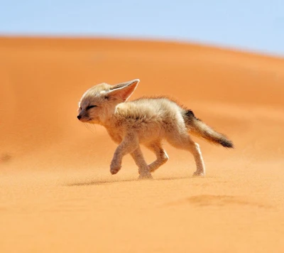 A fennec fox exploring the sandy desert landscape.