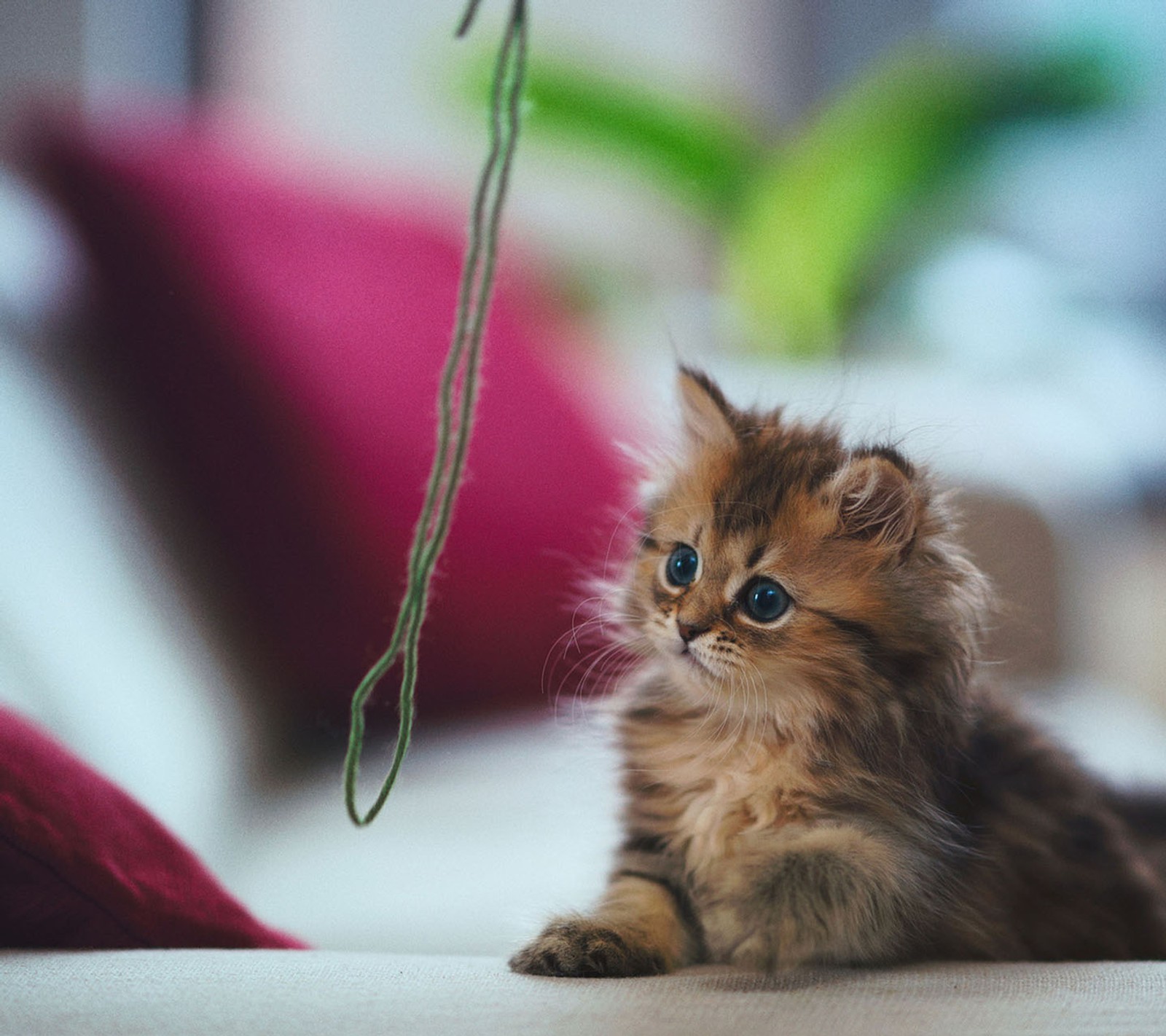 There is a small kitten sitting on the floor next to a string (cat, cute)