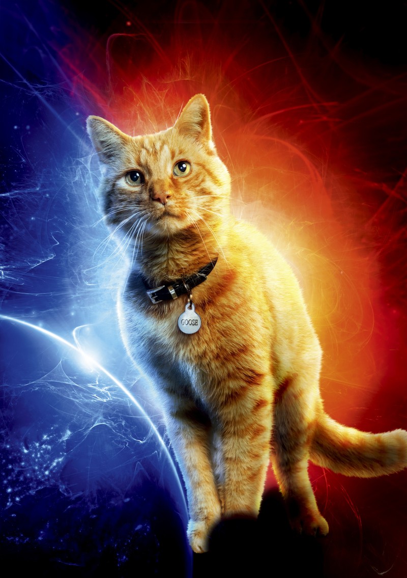 Hay un gato sentado en una pared con un planeta de fondo (capitana marvel, captain marvel, hd, capitán, marvel)