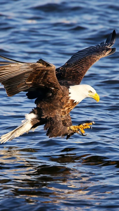 Águila calva en vuelo sobre el agua