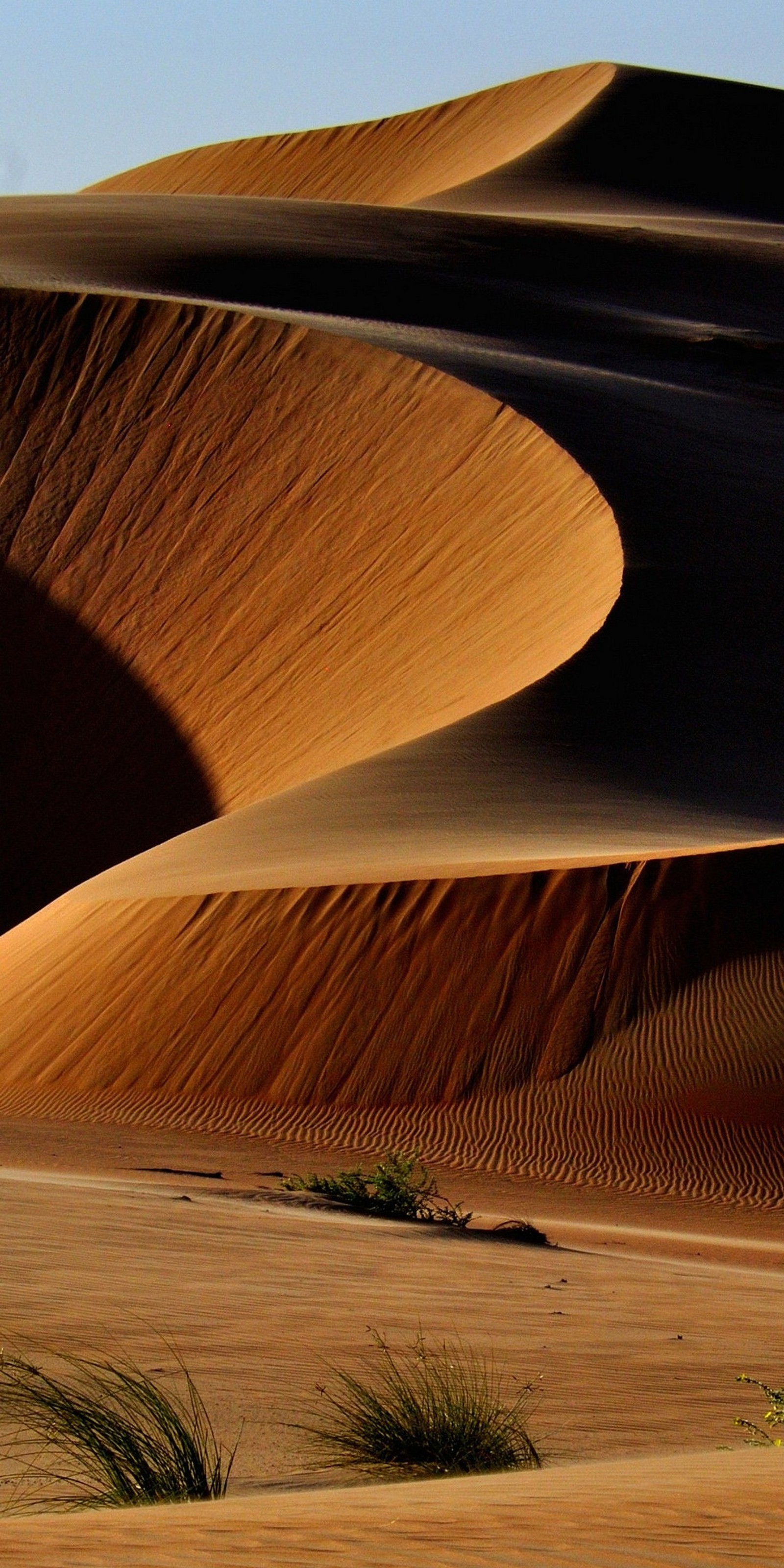 Girafas no deserto com algumas plantas em primeiro plano (abej, beograd, deserto, dunas, huawei mate)