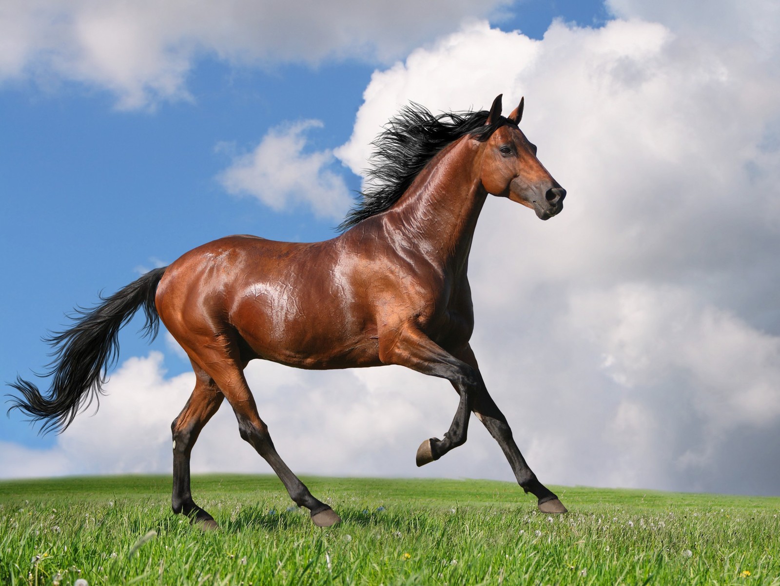 Il y a un cheval qui court dans l'herbe (beau, marron, hd, cheval, paysage)