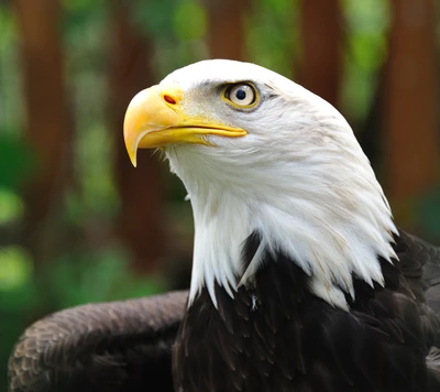 Majestic Eagle: Emblem of Freedom Amidst Nature's Greenery