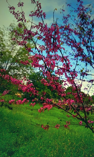 bloom, pink, spring