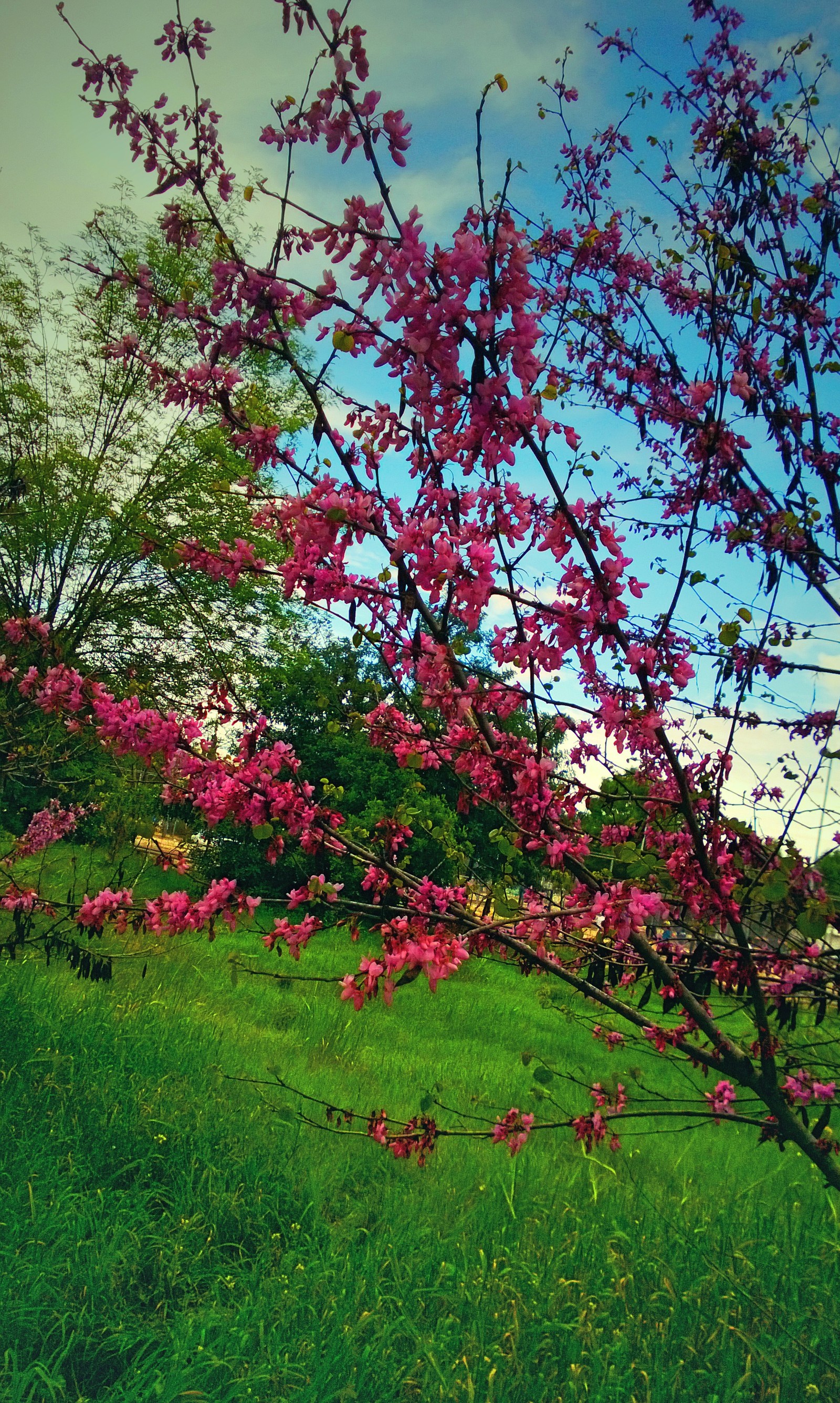 Il y a un arbre avec des fleurs roses dans un champ (floraison, rose, printemps)