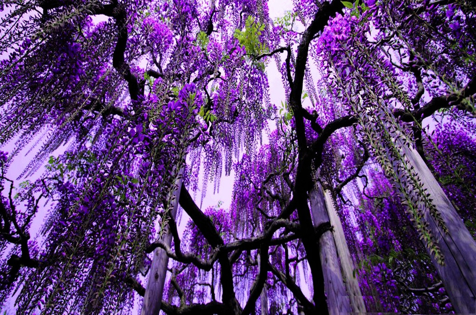 Purple flowers are growing on the branches of a tree (purple, view)