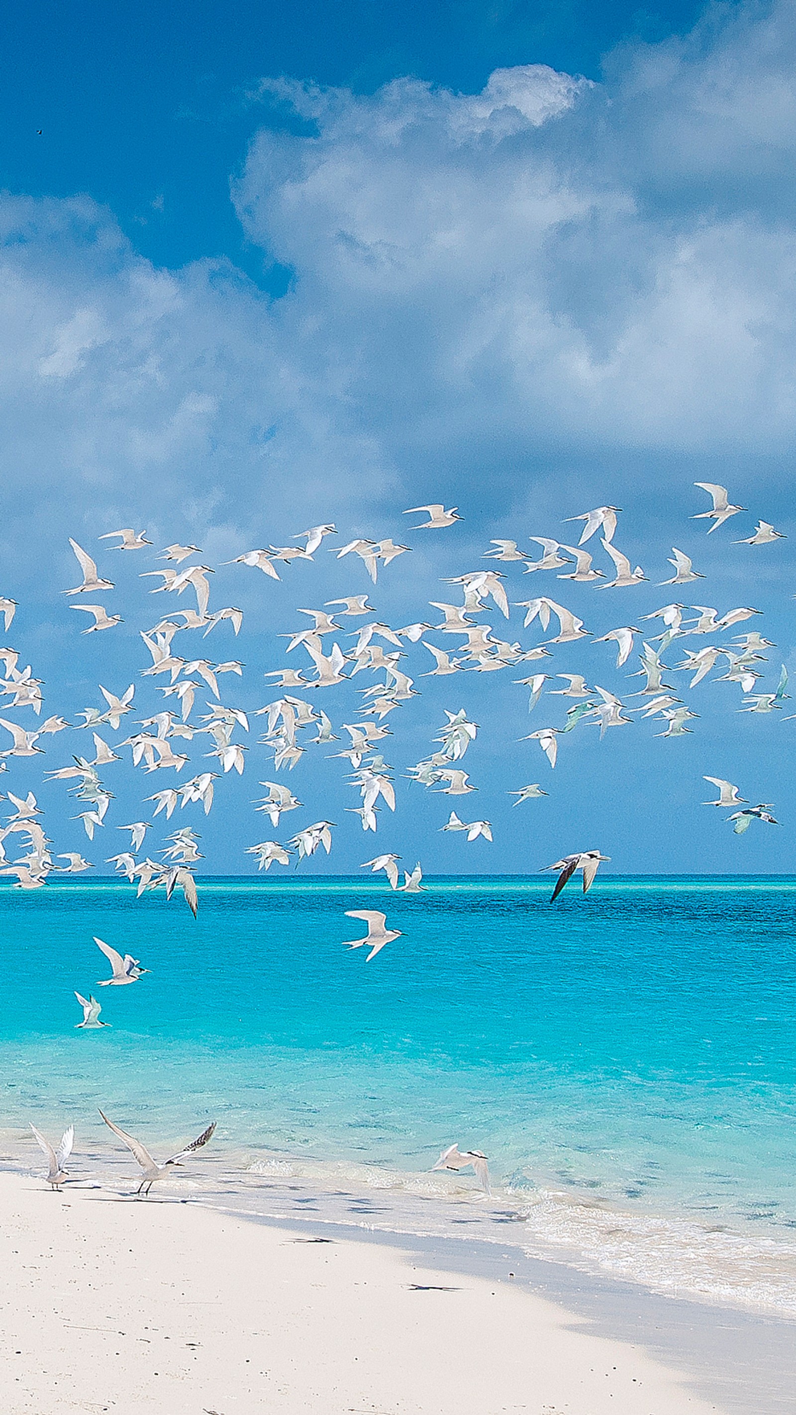 beach, bird, blue, ocean, paradise wallpaper