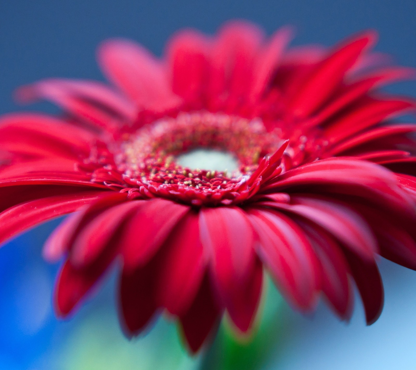 Baixar papel de parede 4k, bonito, flor, hd, natureza