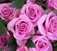 pink, roses wallpaper