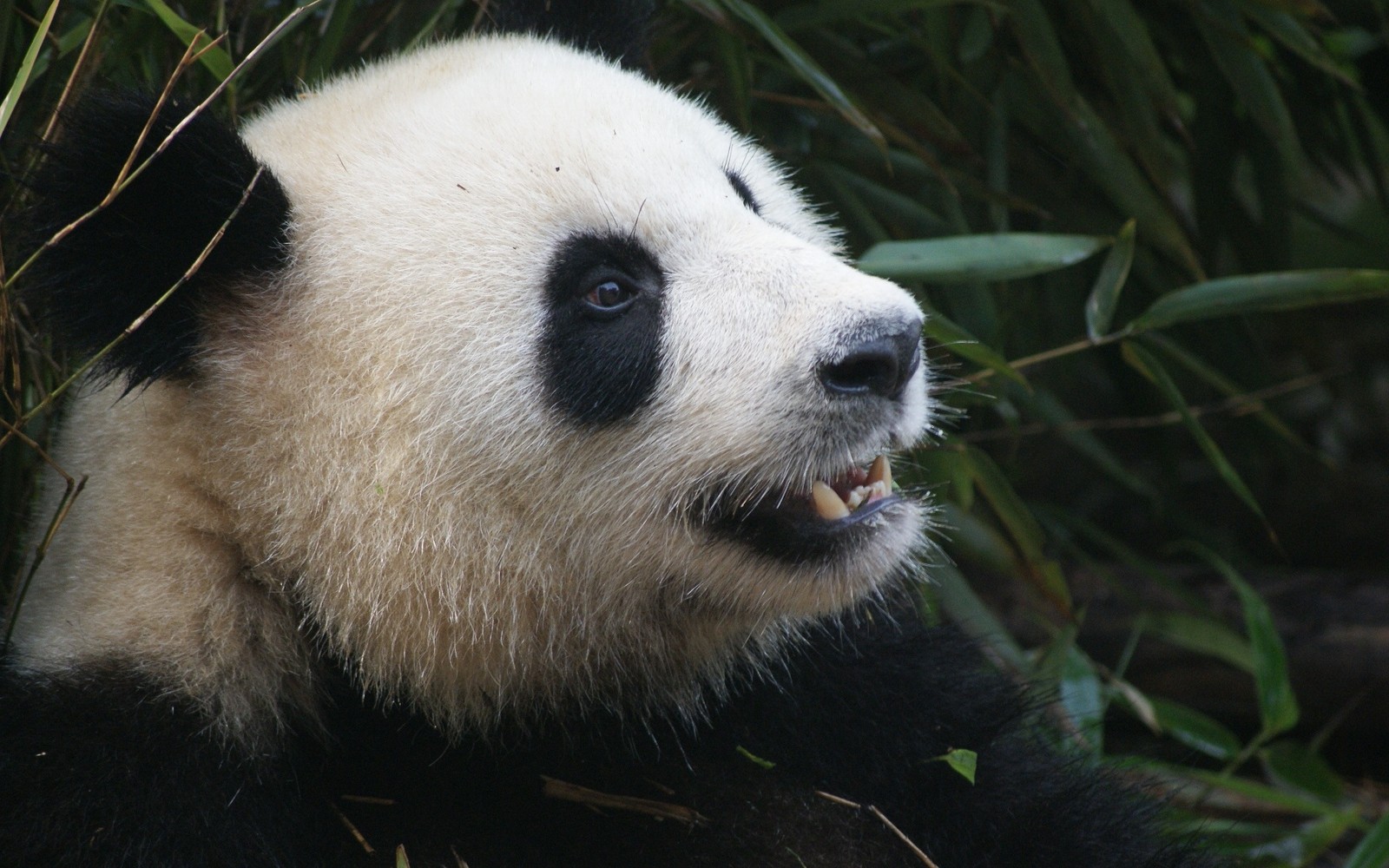 Un panda assis dans l'herbe avec la bouche ouverte (panda géant, panda roux, animal terrestre, museau, peau)