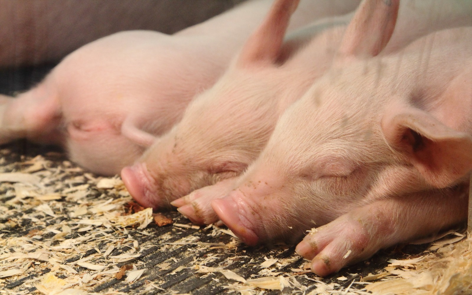 Tres cerditos durmiendo sobre un montón de heno (hocico, ganado, cerdo, animal)