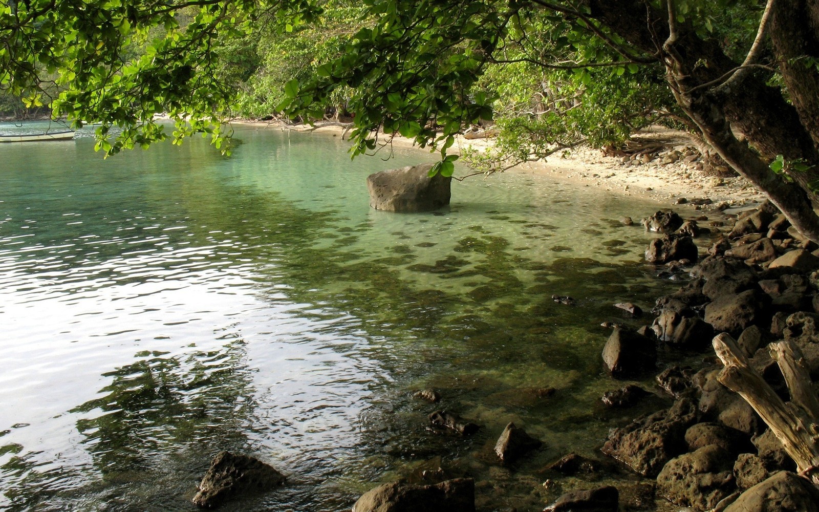 Um grande elefante está em pé na água perto da costa (corpo de água, água, recursos hídricos, vegetação, flúmen)