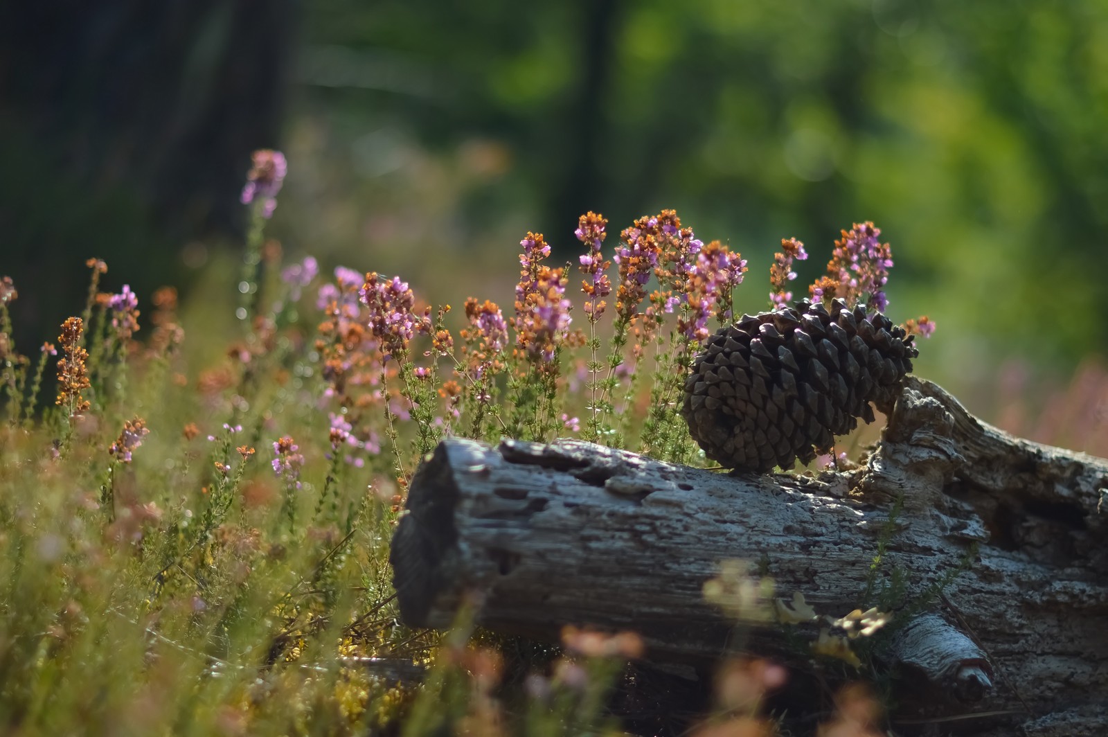 Un cône de pin posé sur une bûche au milieu d'un champ (fleur, végétation, plante, herbe, usine)