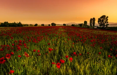 Champ de coquelicots vibrant sous le ciel du matin