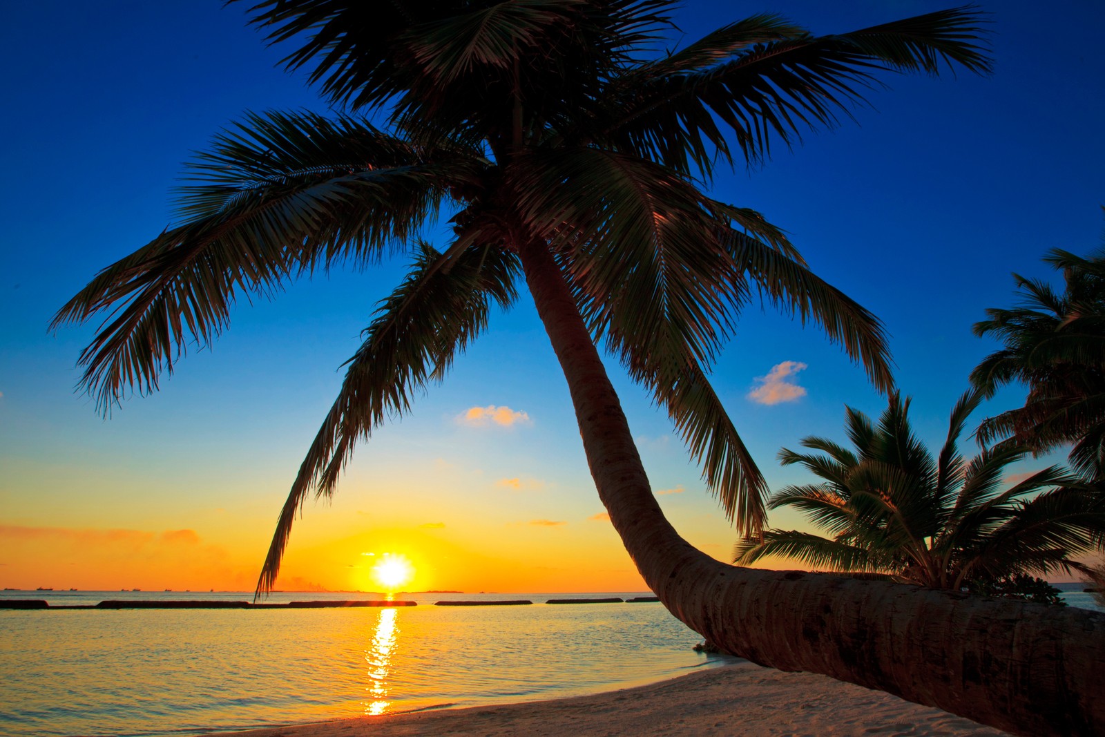 Una palmera en la playa al atardecer con el sol poniéndose (palmeras, playa, atardecer, árbol, trópicos)