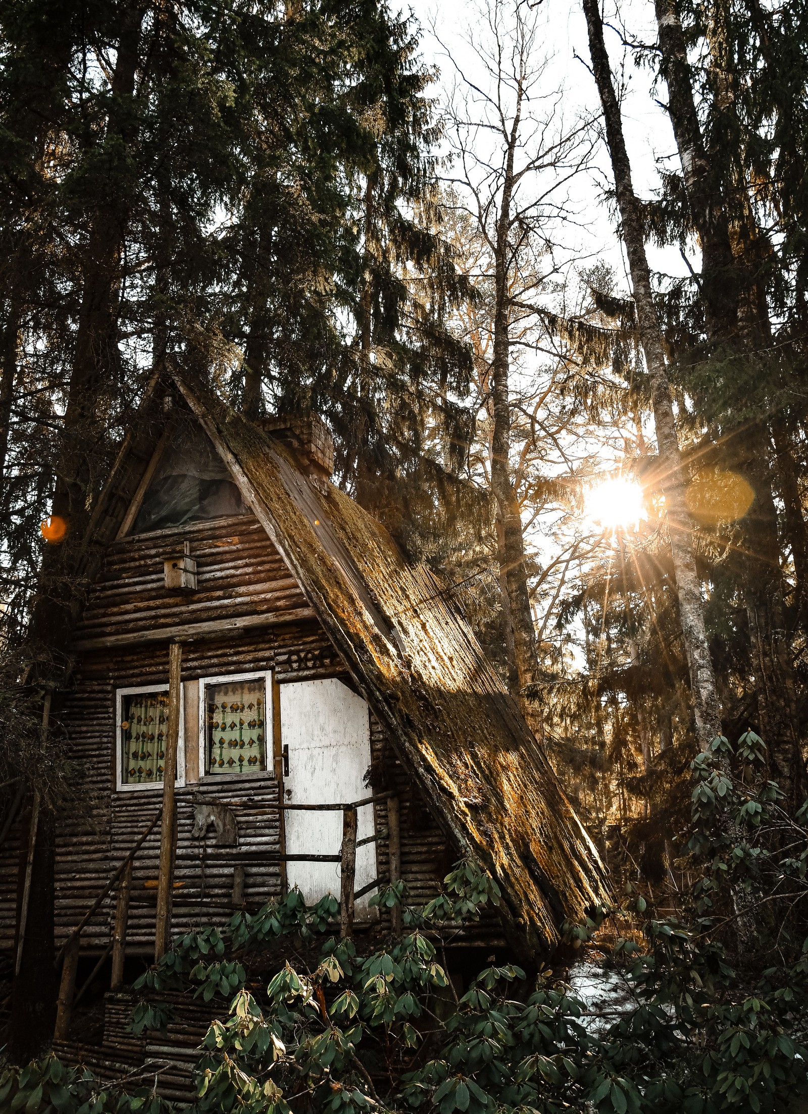 Há uma pequena cabana na floresta com uma árvore no telhado (edifício, árvore, casa, lar, luz)