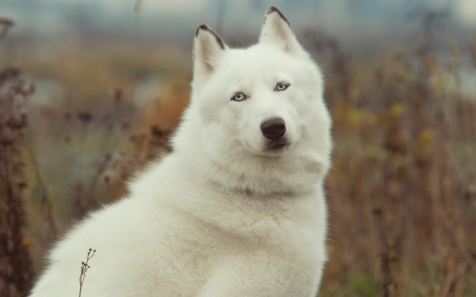 Скачать обои западно сибирская лайка, west siberian laika, восточносибирская лайка, щенок, порода собак