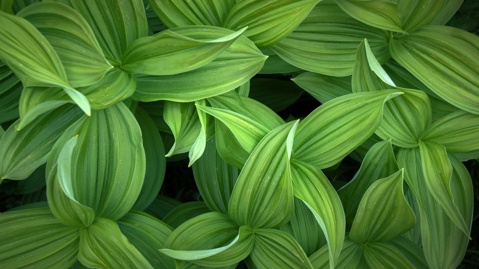 A close up of a plant with green leaves on it (green leaves, closeup, plant, 5k, nature)