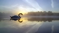 swan, nature, water, reflection, natural landscape wallpaper