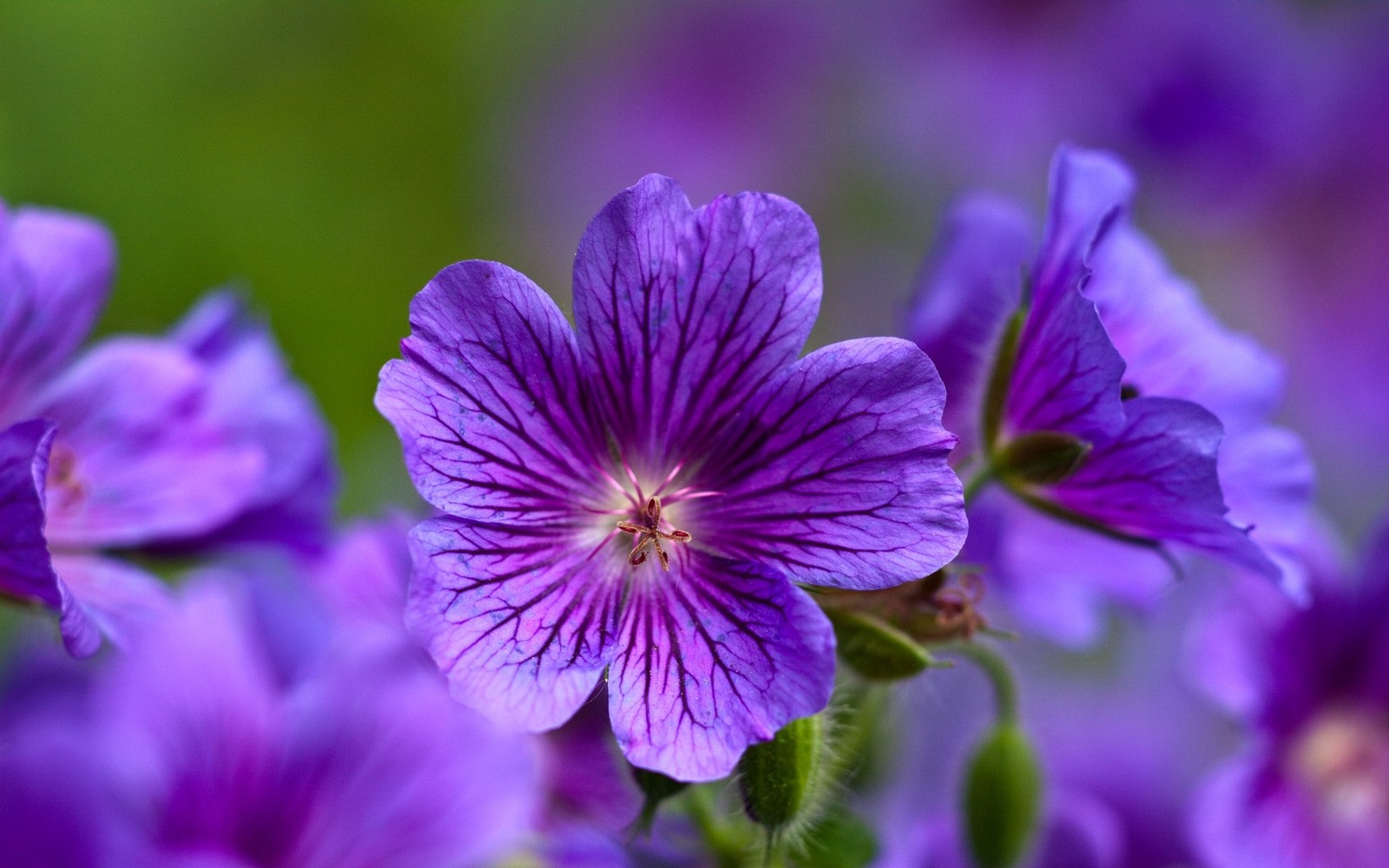 Flores roxas com caules verdes e um fundo verde (violeta, pétala, planta, roxo, lilás)