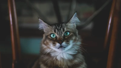 Primer plano de un gato gris esponjoso con llamativos ojos azules