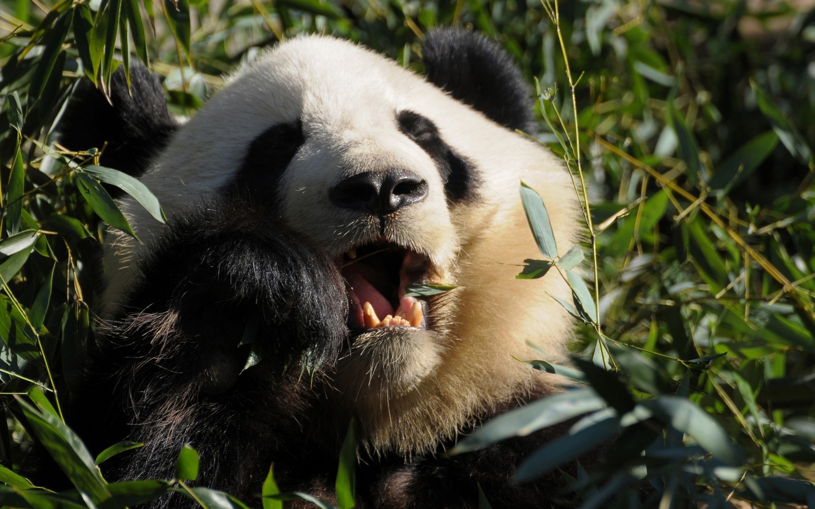 Oso panda comiendo bambú en un campo de hierba verde alta (panda gigante, panda rojo, animal terrestre, oso, hocico)