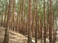 Ruhiger Fichten-Tannenwald mit hohen Baumstämmen