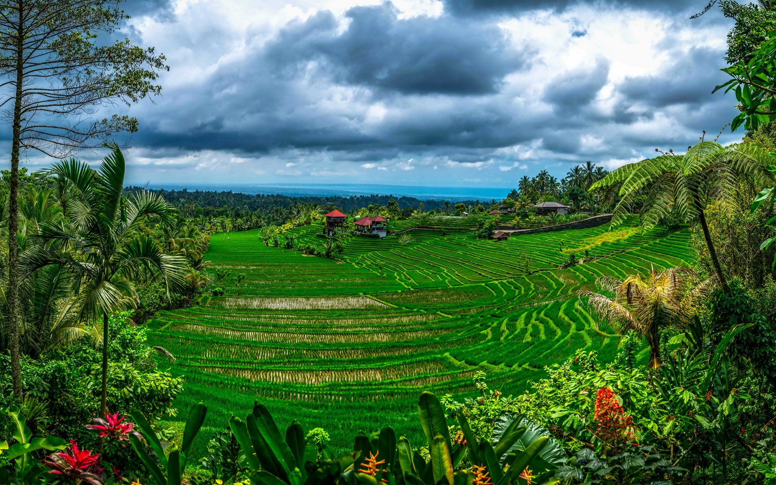 Вид на пышное зеленое поле с красной крышей (бали, bali, природа, растительность, пейзаж)