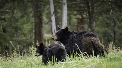 Ursos negros americanos na natureza do Parque Nacional Yellowstone