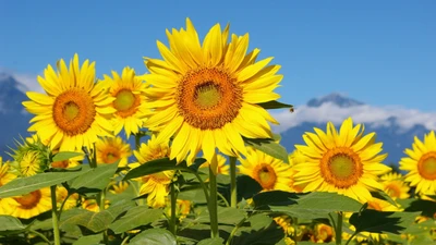 Girassóis vibrantes contra um céu montanhoso