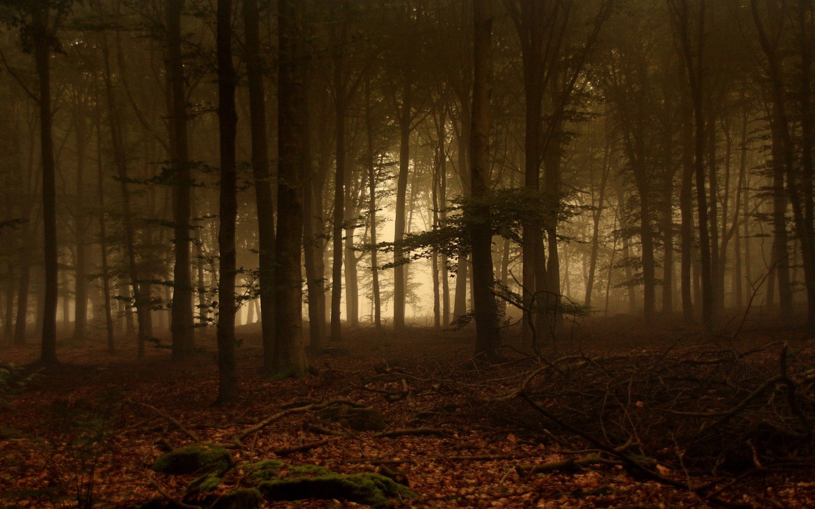 A close up of a forest with a lot of trees in the fog (forest, woodland, tree, temperate coniferous forest, ecosystem)