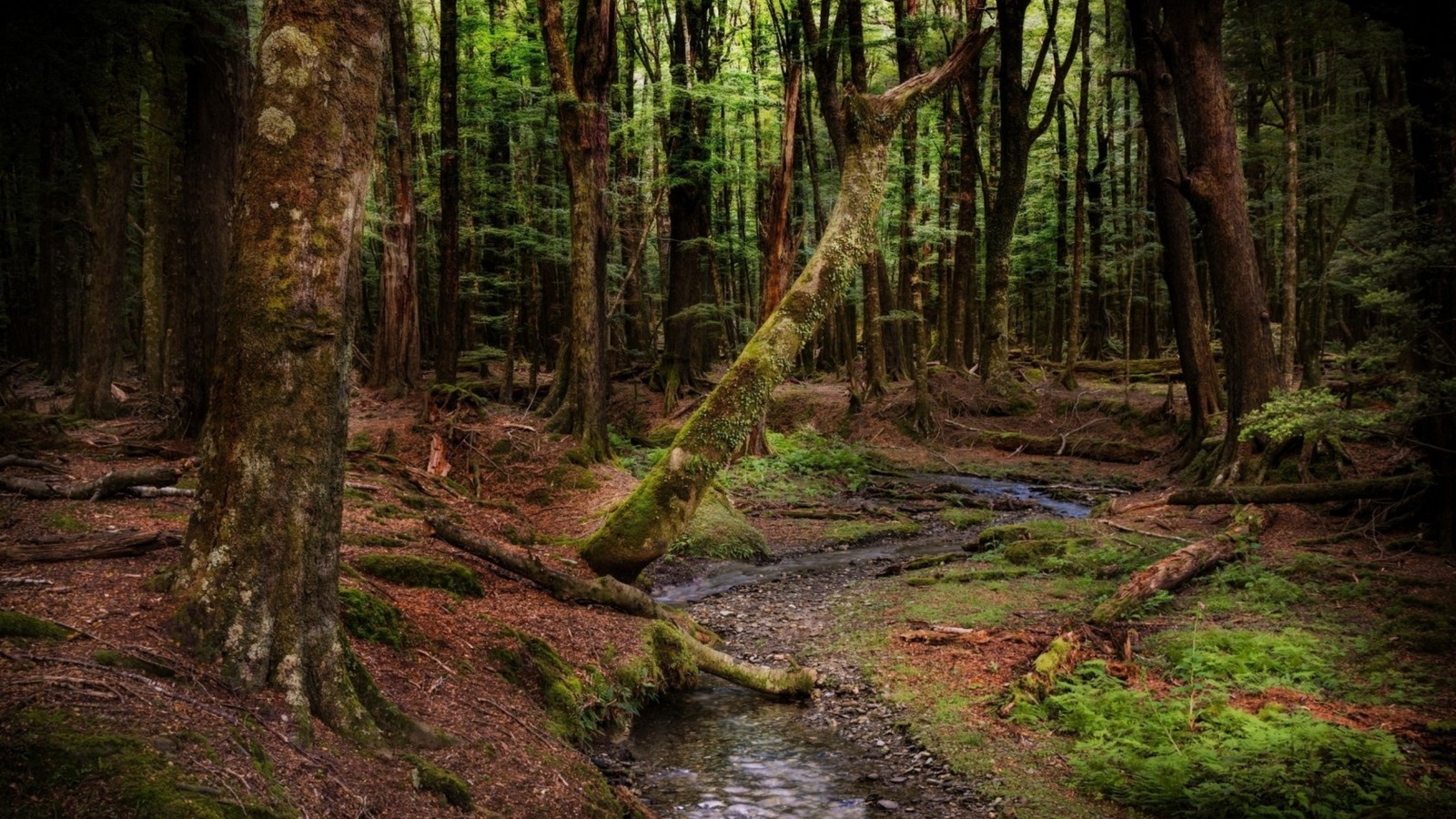 Un primer plano de un arroyo que corre a través de un bosque lleno de árboles (árbol, bosque, naturaleza, reserva natural, desierto)