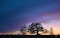 nube, árbol, horizonte, amanecer, planta leñosa