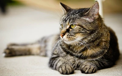 A serene tabby cat with striking whiskers lying gracefully, showcasing its sleek fur and attentive expression.