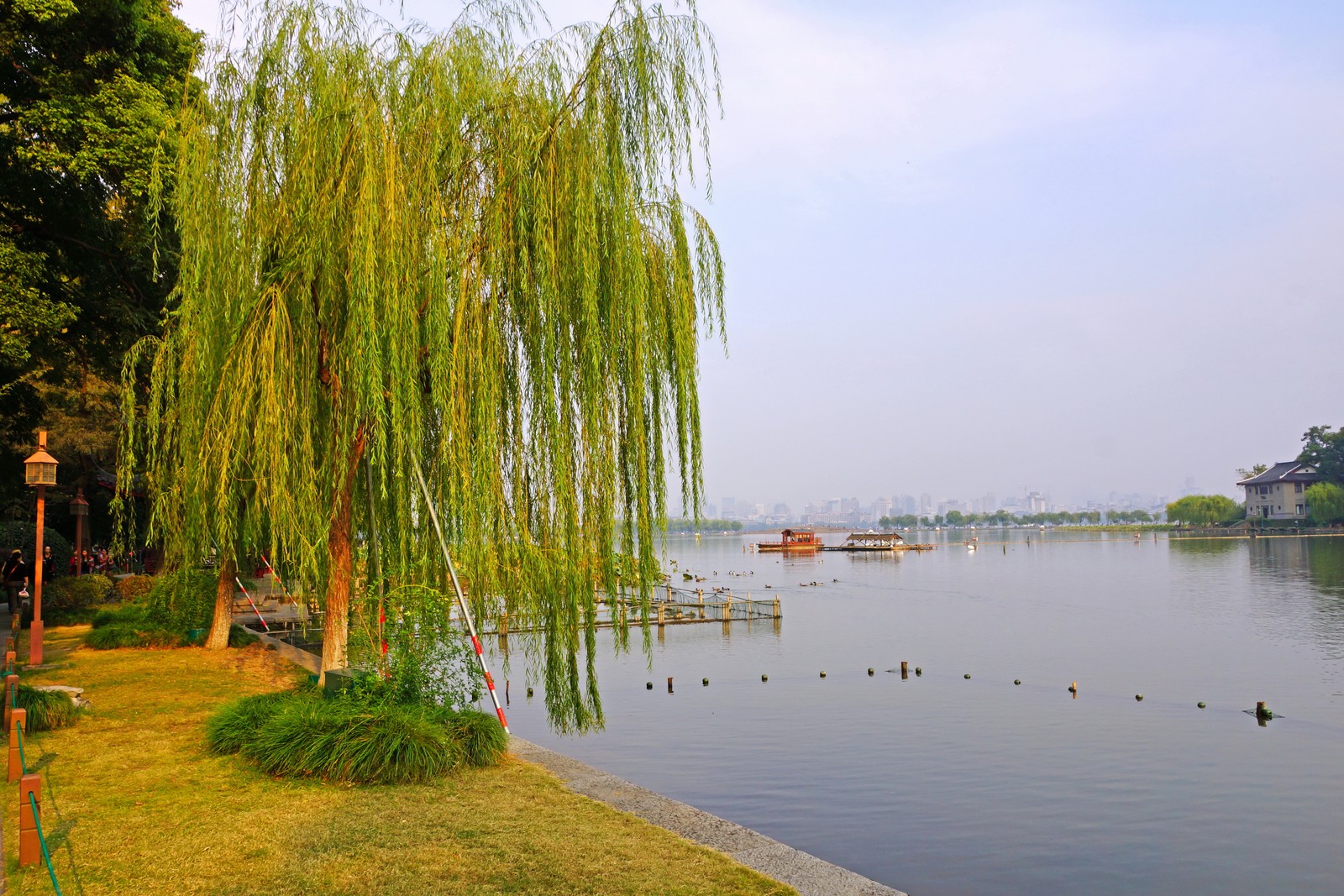 Des arbres et des canards sur l'eau dans un parc près d'un lac (saule, arbre, flueve, parc, chine)