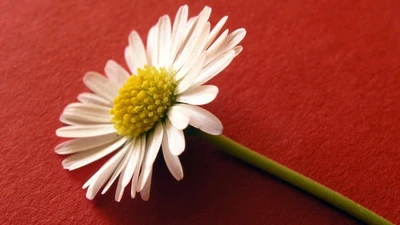 margarida, margarida comum, pétala, planta com flores, amarelo