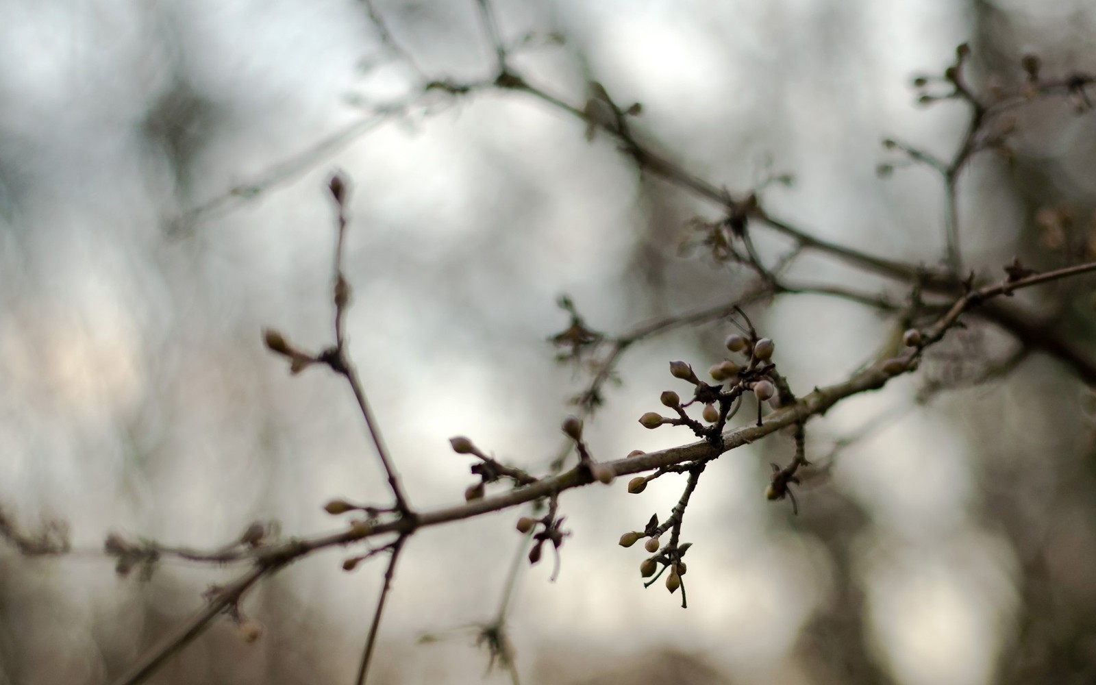 Il y a une petite branche avec de petits bourgeons dessus (branche, arbre, bourgeon, brindille, floraison)