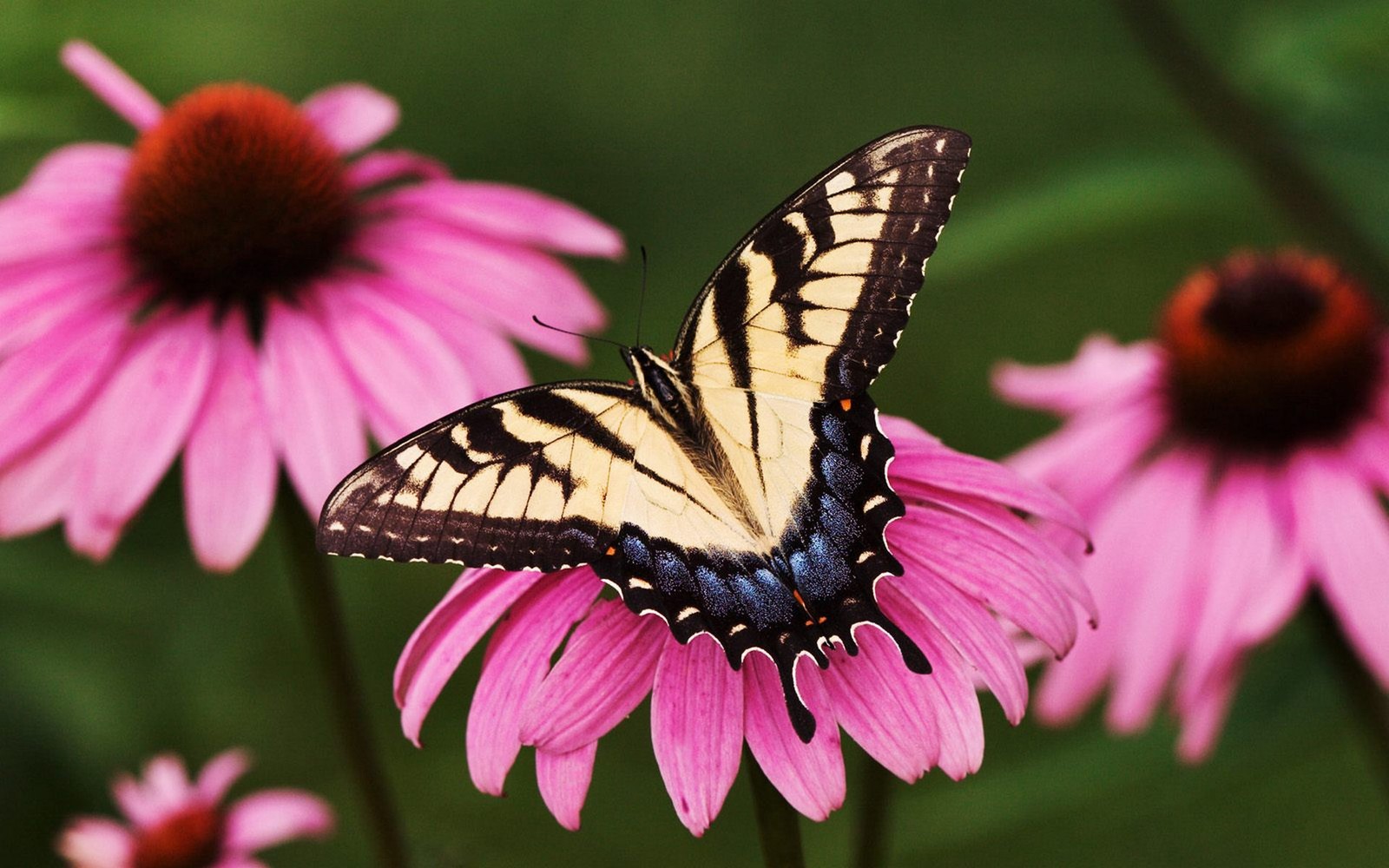 Il y a un papillon qui est assis sur une fleur (papillons de nuit et papillons, papillon, insecte, invertébré, pollinisateur)