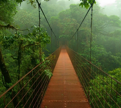 Hängebrücke durch einen üppigen grünen Waldnebel