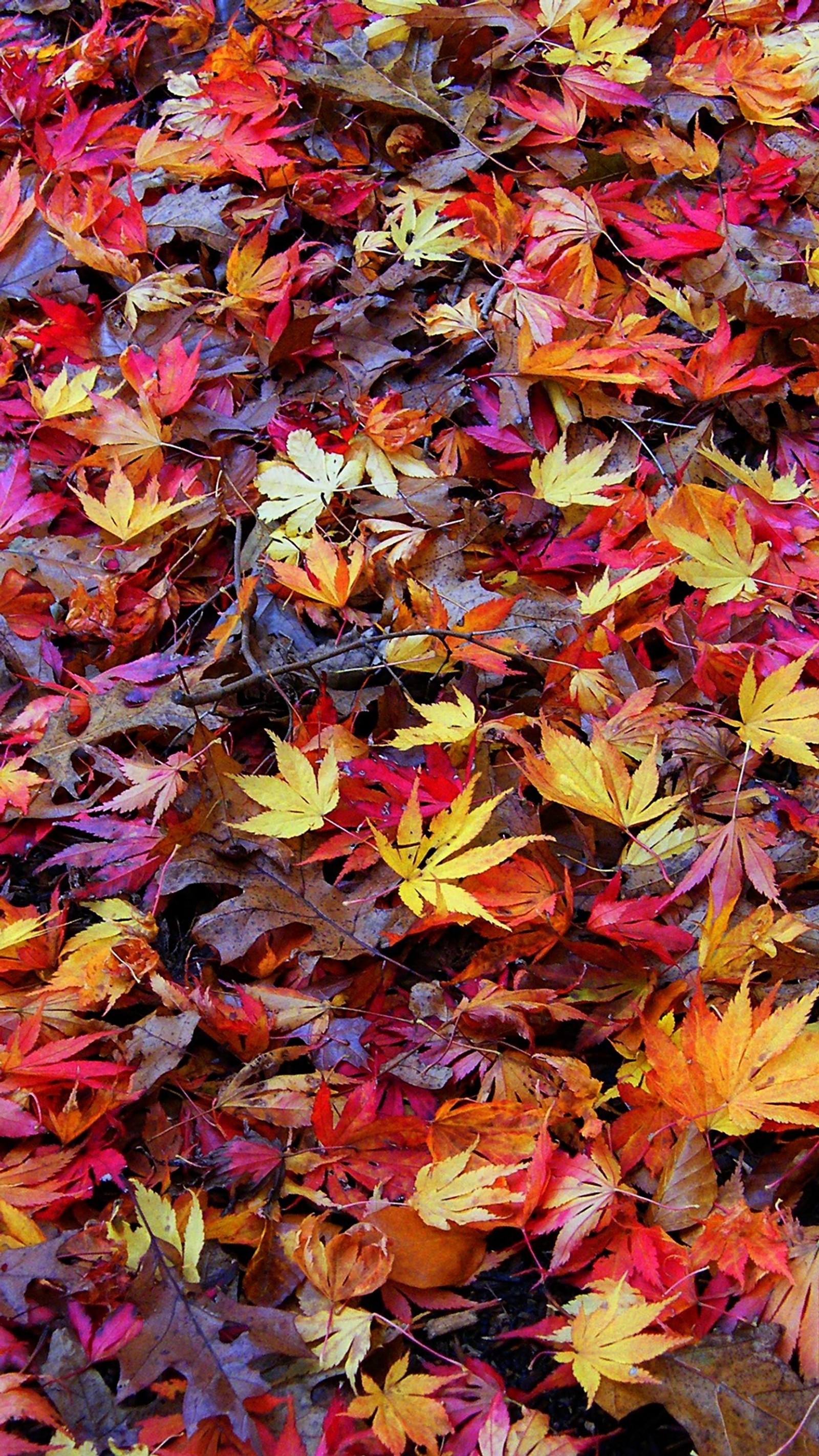 Un gros plan d'un tas de feuilles sur le sol (automne, feuille, saison, arbre)