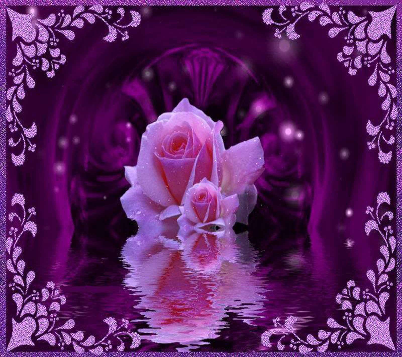 Purple roses are reflected in the water of a purple frame (beautiful, roses)